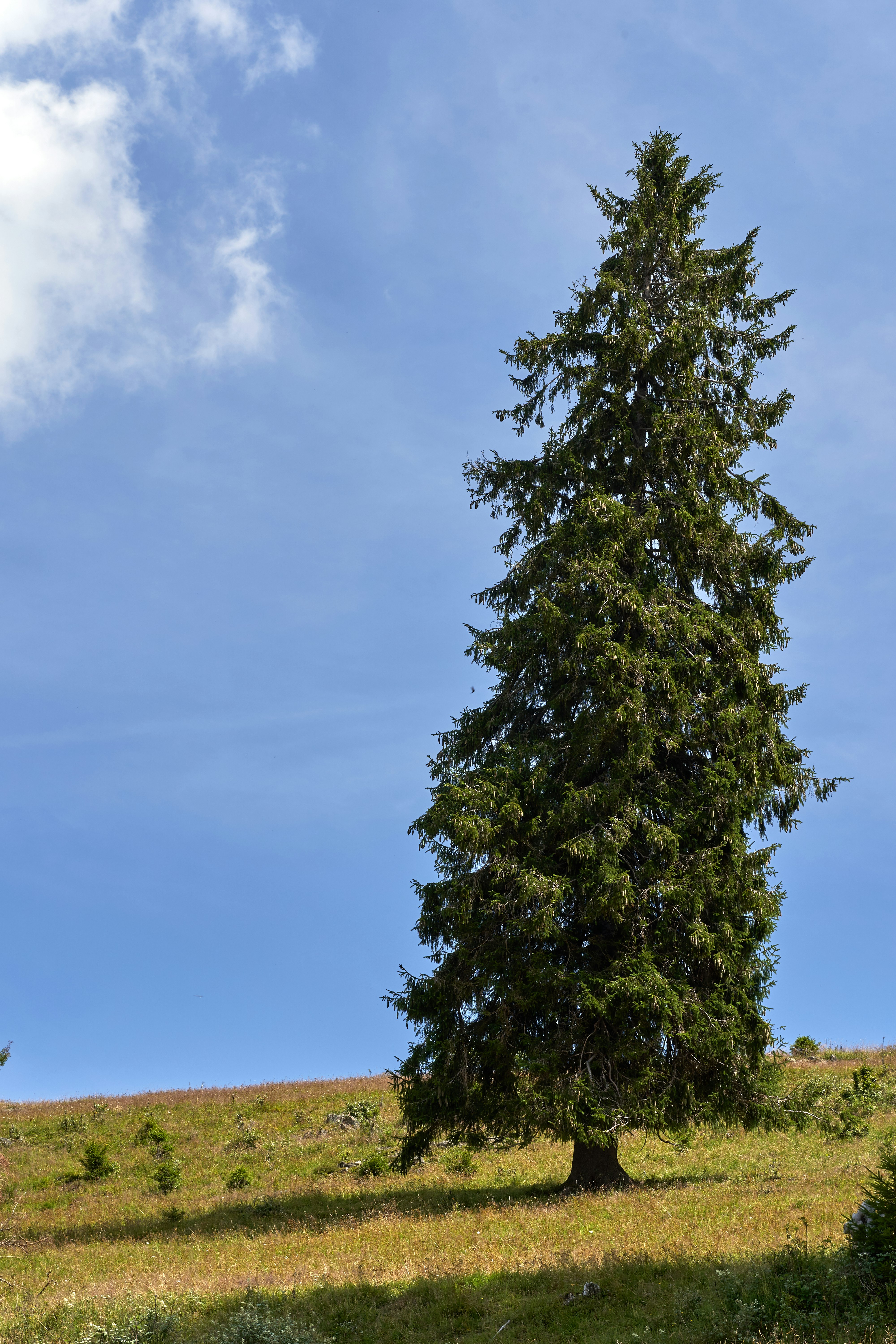 green tree during daytime